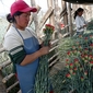 [Fotoreportage] Achter de schermen van de internationale bloemenbusiness