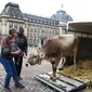 NGO&#039;s sturen koe naar Verhofstadt
