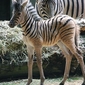 Antwerpse zoo verwelkomt zebrababy