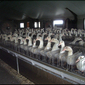 GAIA brengt schokkende beelden van foie gras-eendenleed 