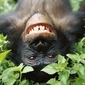 bonobo_500.jpg