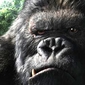 kingkong.jpg