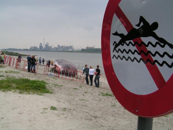 Sint Anna Strand Antwerpen . Foto S Aangespoelde Potvis Op Sint Annastrand Is Hyperrealistische Reconstructie Indymedia Be
