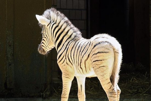 IMG_9817 zebra(Custom).JPG