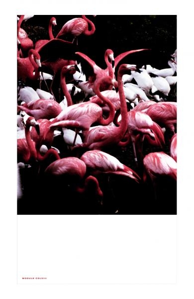 Module 463_Flamingo.jpg Module 463_Flamingo.jpg