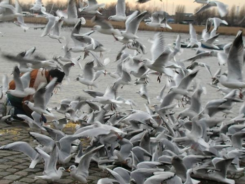 Click to begin slideshow P1010084KADE.jpg