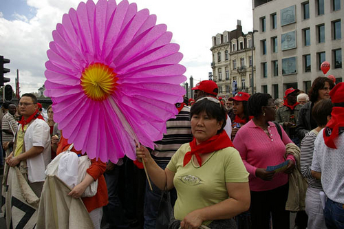 ROZE BLOEM.JPG