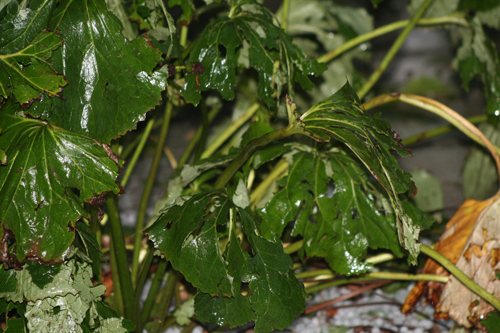 Stormweer boven asper 01.jpg