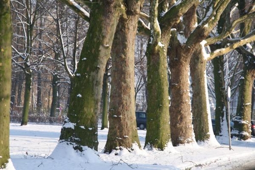 Click to begin slideshow Winterimpressies John Moussiaux 6 jpg.jpg