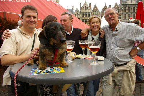 _IGP1912 Bollekeshond op de tafel.jpg