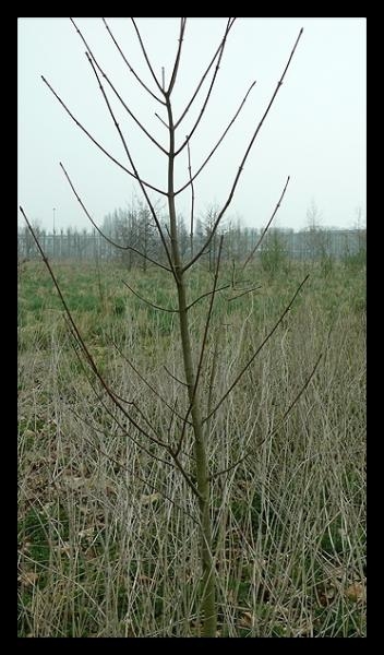 Click to begin slideshow boompje.jpg