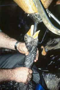 duck-foiegras-07_small.jpg
