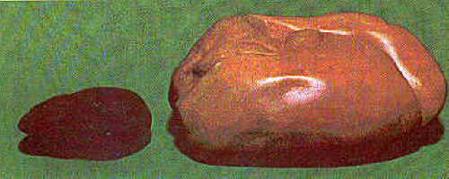 duck-foiegras-11.jpg