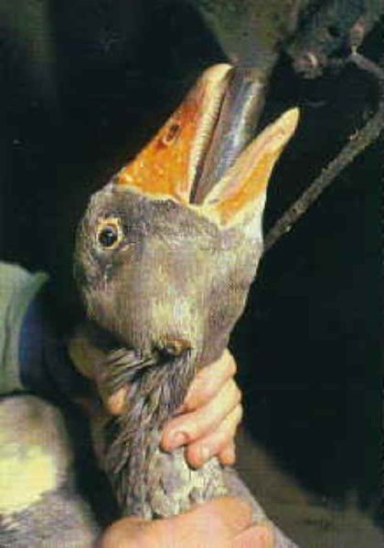 duck-foiegras-14.jpg