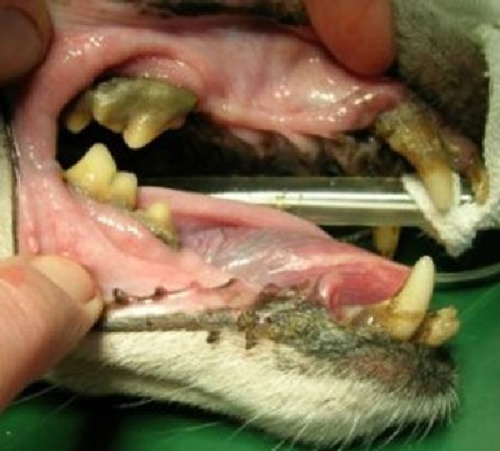 Click to begin slideshow hond.jpg