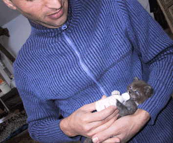 poesje2w.gif