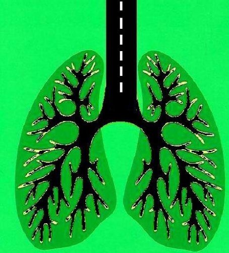 poumons.jpg