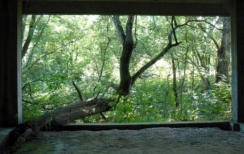 room with a view (a tree).jpg