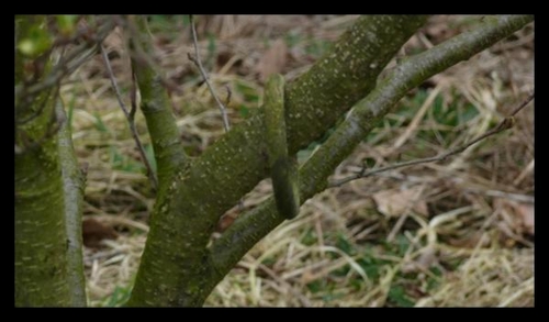 Click to begin slideshow trouwring.jpg